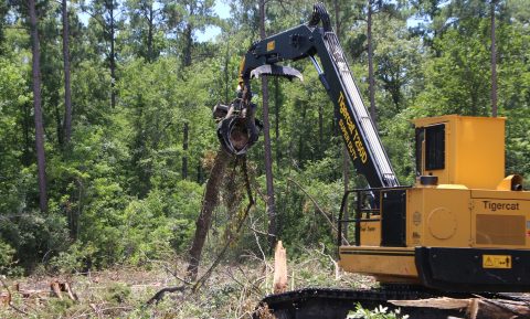 Swamp logging