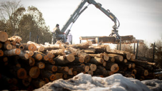 loader operated in forestry
